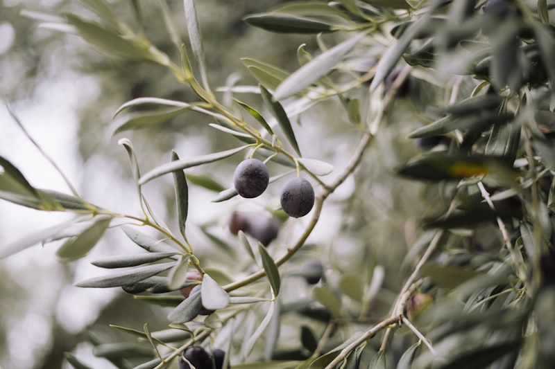 Zeytin bahçesi